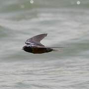 Barn Swallow