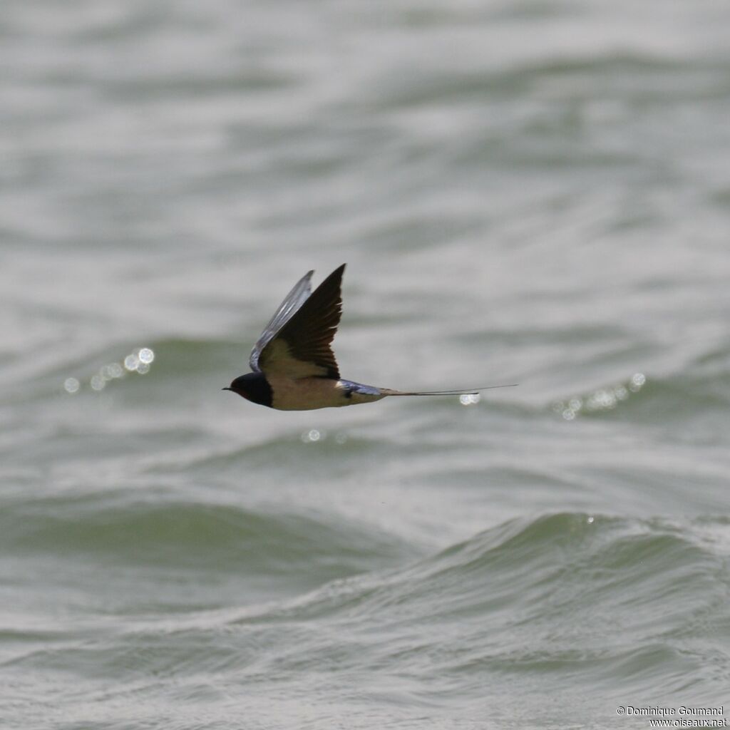 Barn Swallow male adult