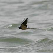 Barn Swallow