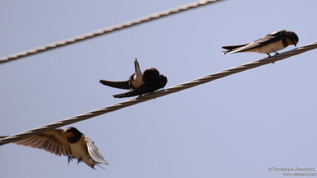 Barn Swallow