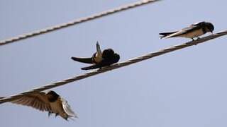 Barn Swallow