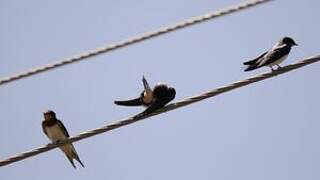 Barn Swallow