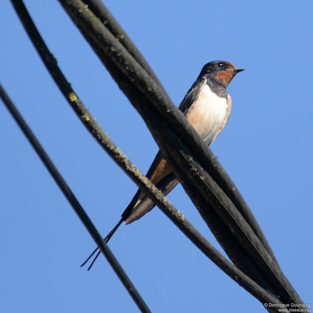 Barn Swallow