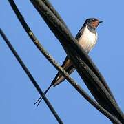 Barn Swallow