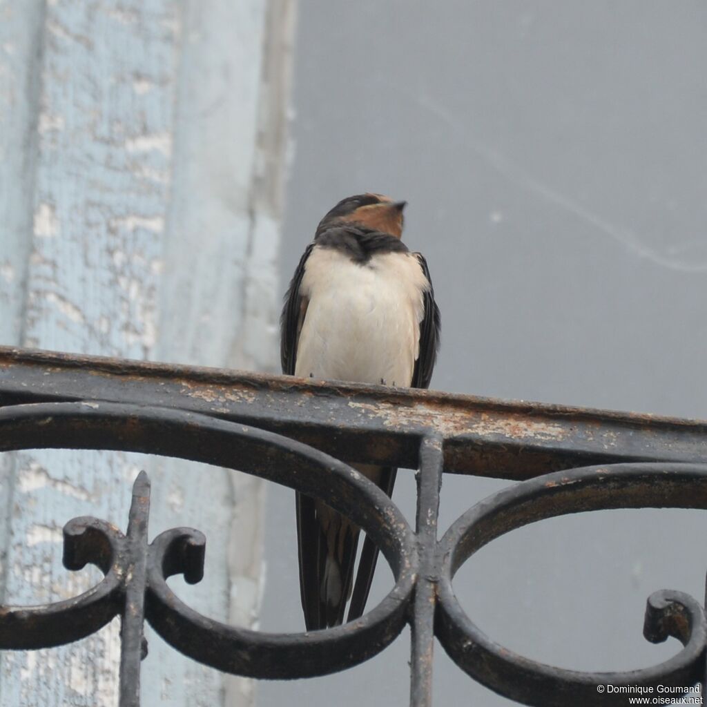 Barn Swallow