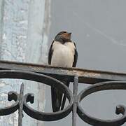 Barn Swallow