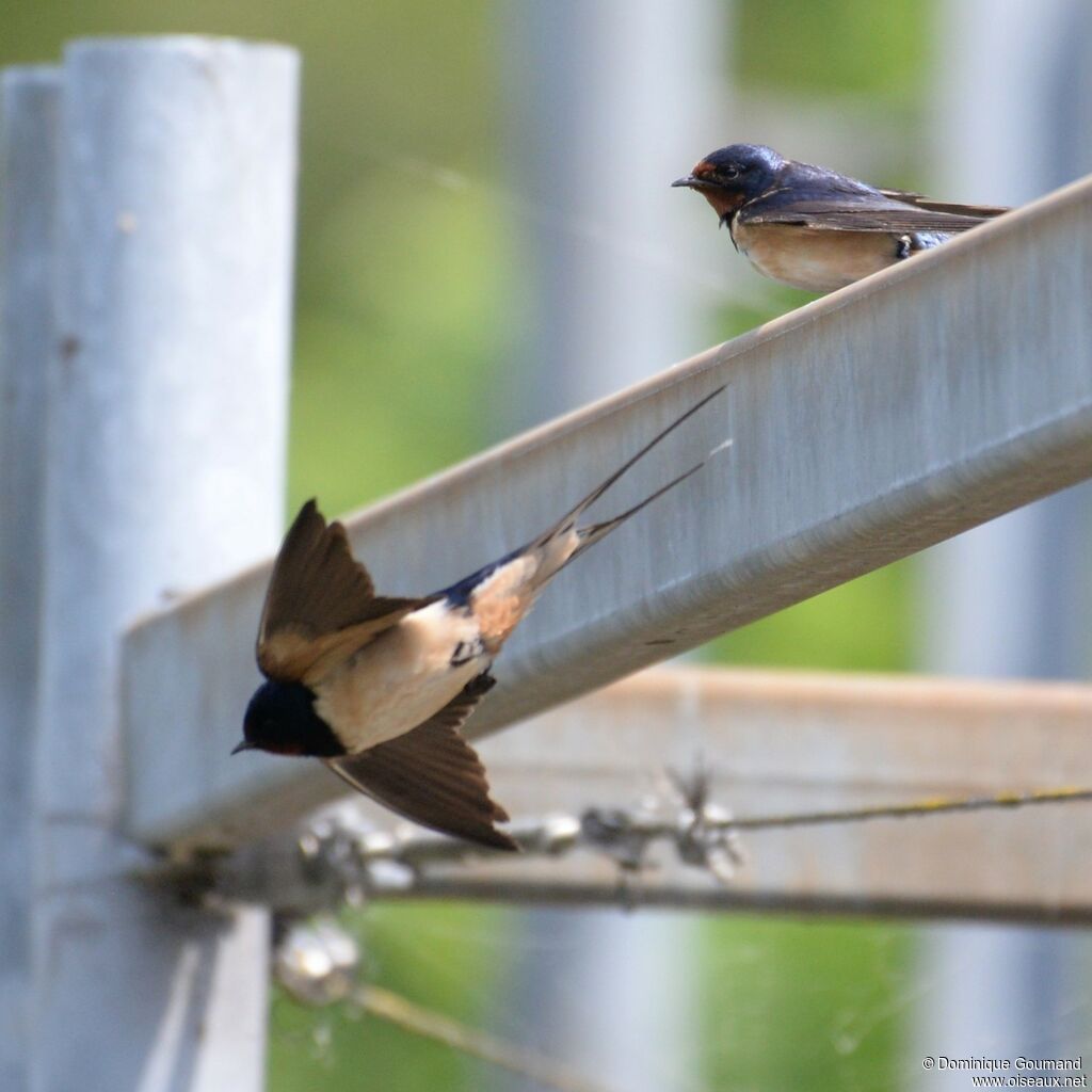 Barn Swallow