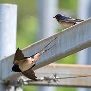 Barn Swallow