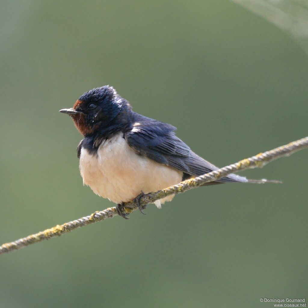 Hirondelle rustiquejuvénile