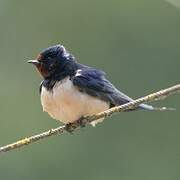 Barn Swallow