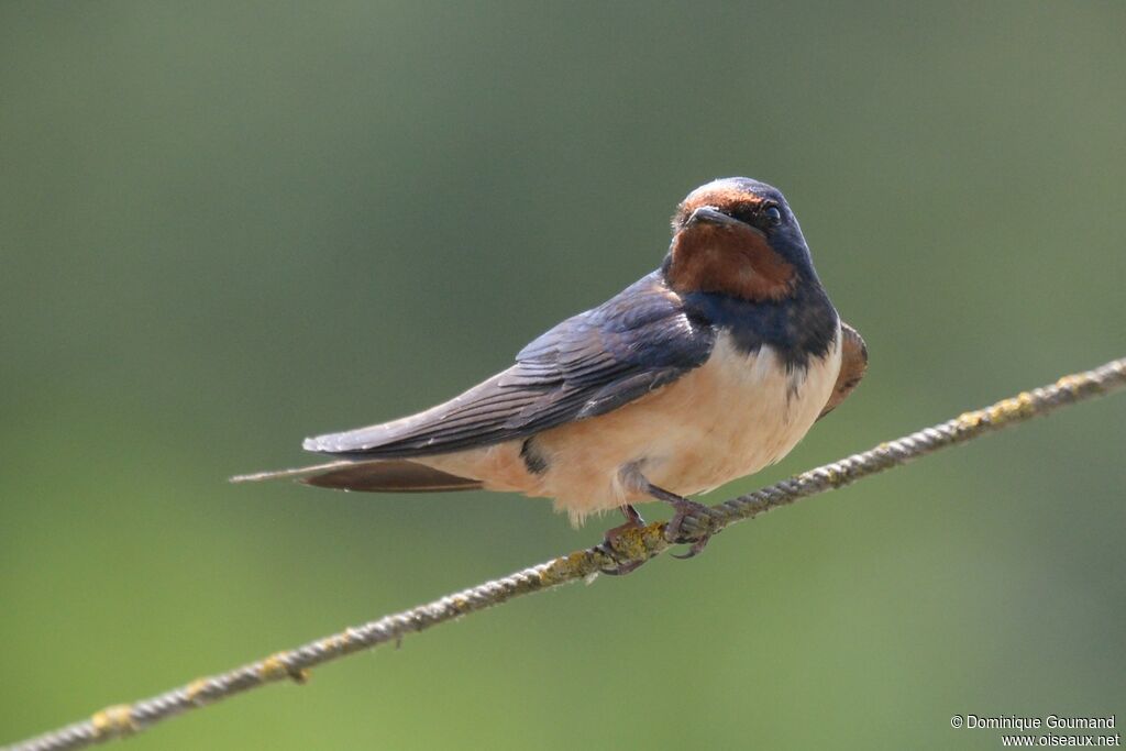 Barn Swallowadult