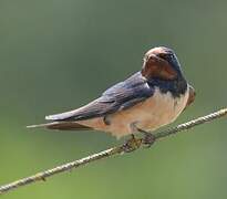 Barn Swallow