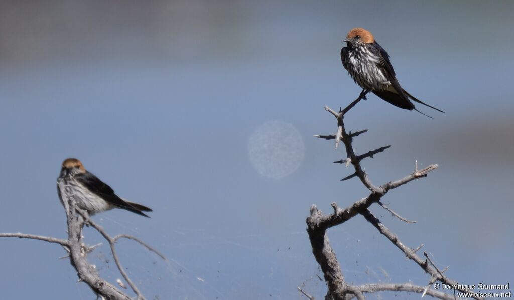 Lesser Striped Swallow