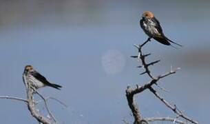 Lesser Striped Swallow