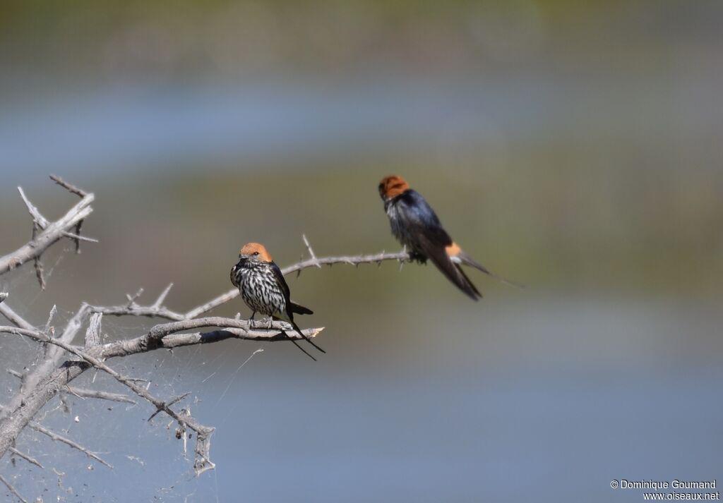 Lesser Striped Swallow