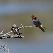 Lesser Striped Swallow