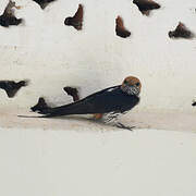 Lesser Striped Swallow