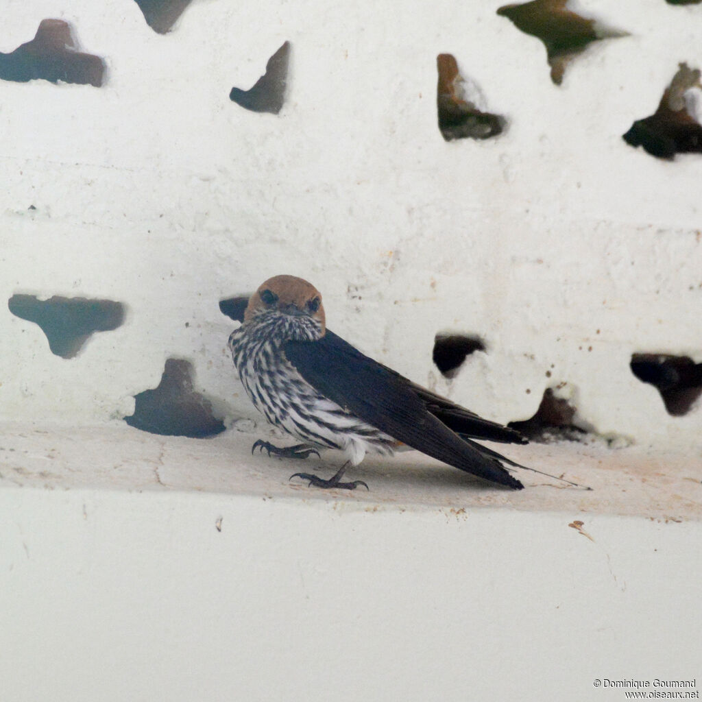 Lesser Striped Swallowadult, identification