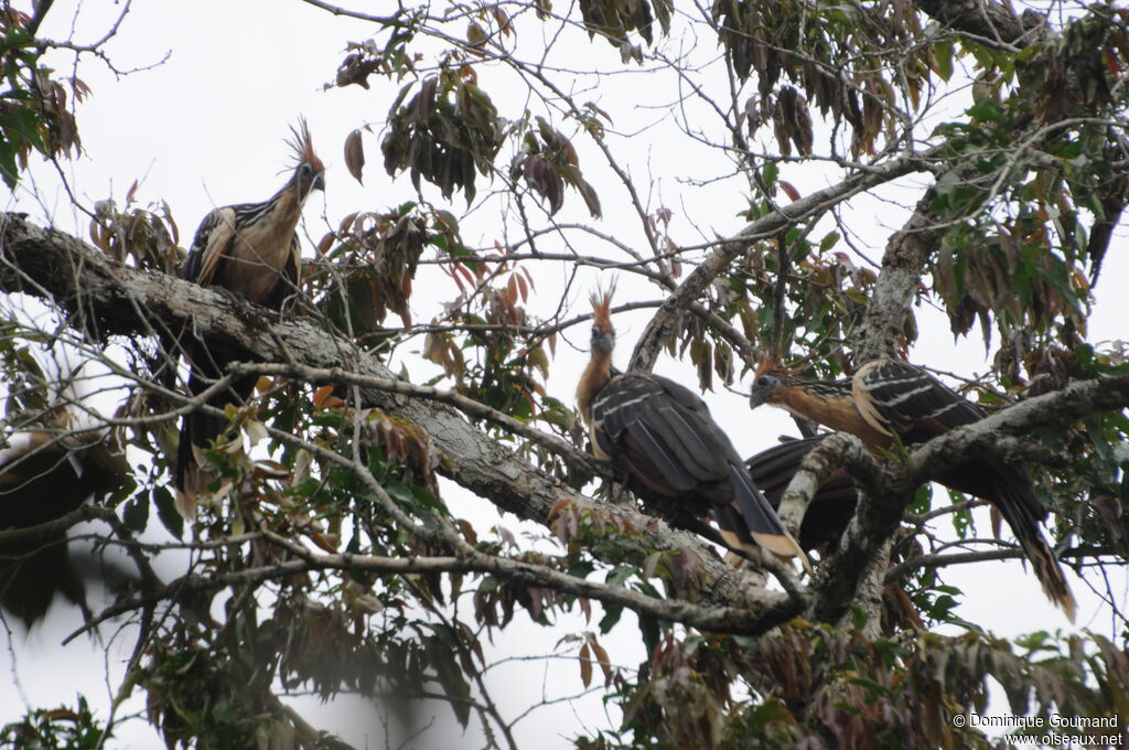 Hoatzin