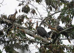 Hoatzin