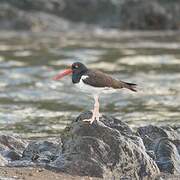 American Oystercatcher