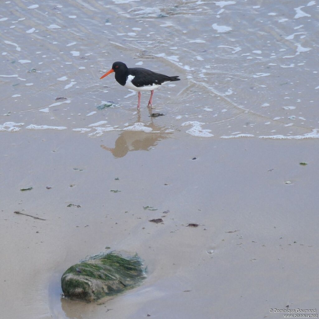 Eurasian Oystercatcher