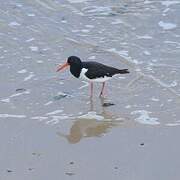 Eurasian Oystercatcher