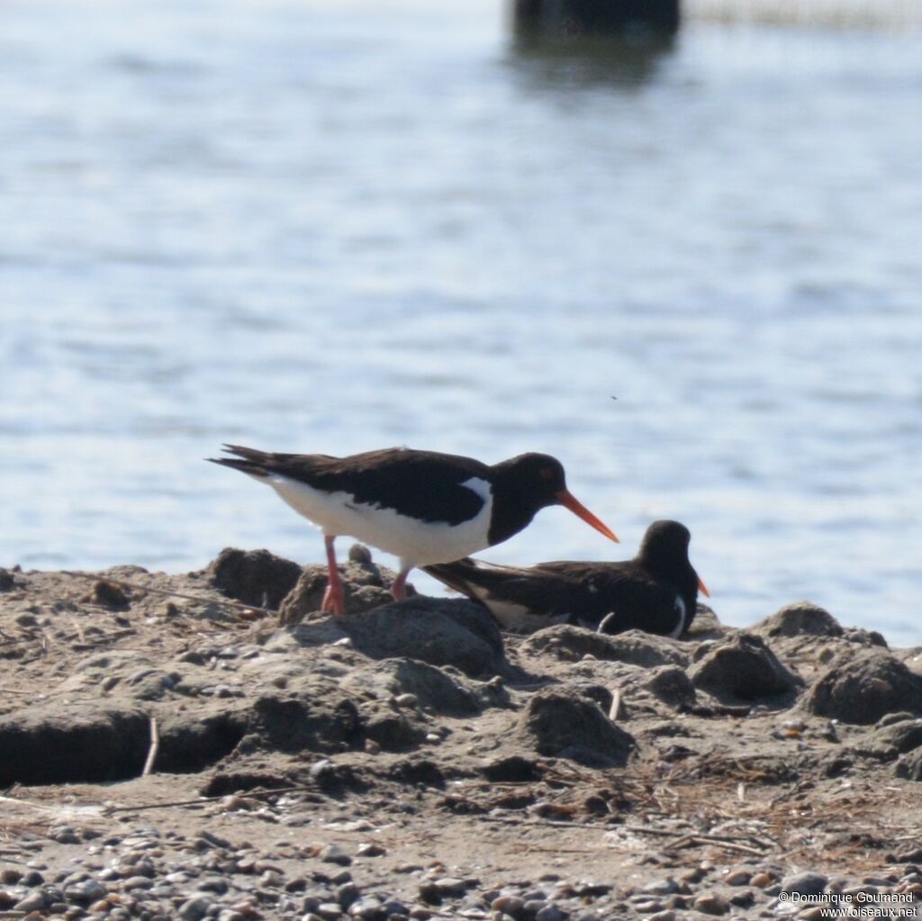 Eurasian Oystercatcher