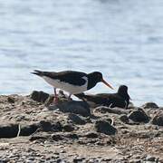 Eurasian Oystercatcher