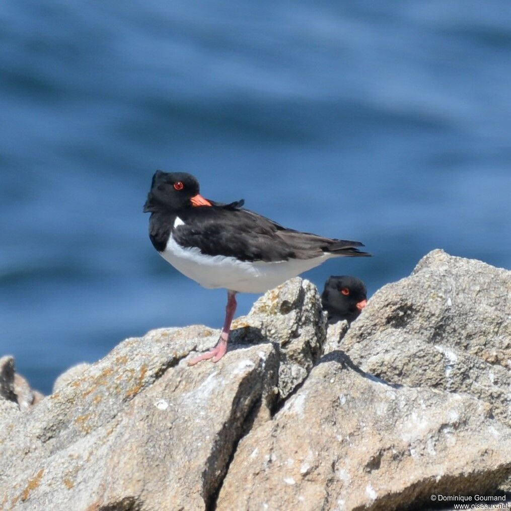 Eurasian Oystercatcher