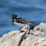 Eurasian Oystercatcher