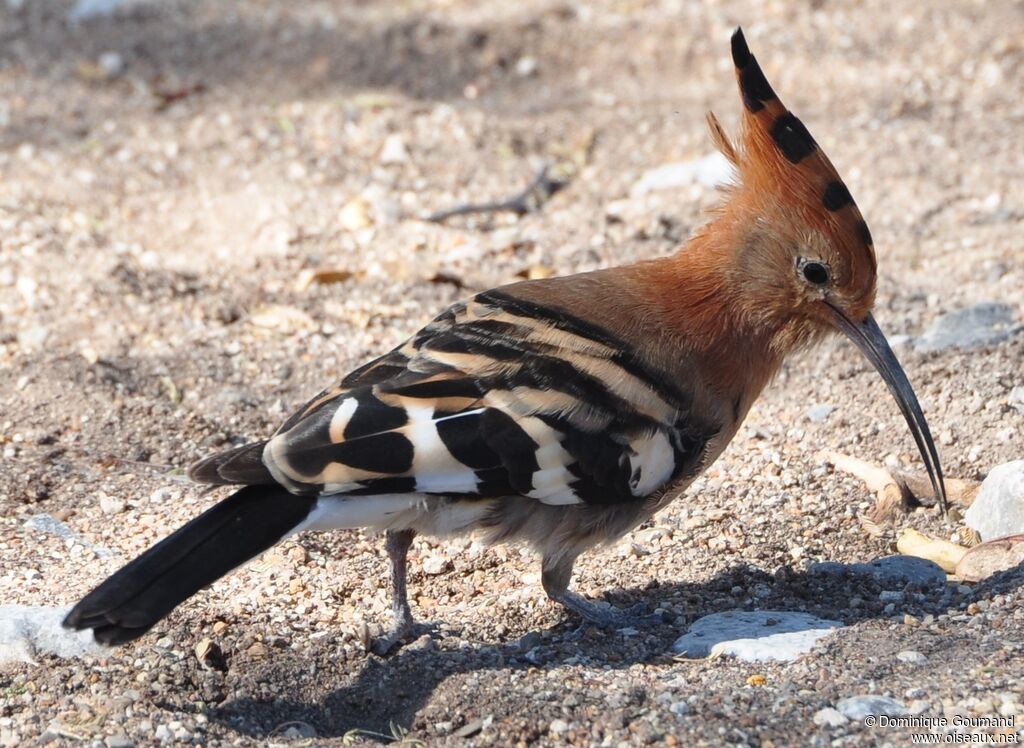 African Hoopoe