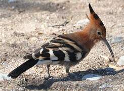 African Hoopoe