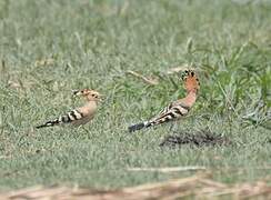 Eurasian Hoopoe