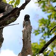 Common Potoo