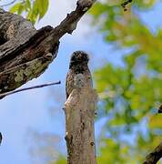 Common Potoo