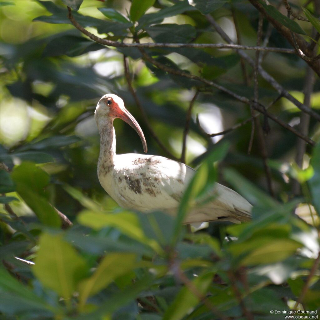 Ibis blanc