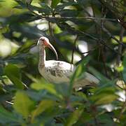 American White Ibis