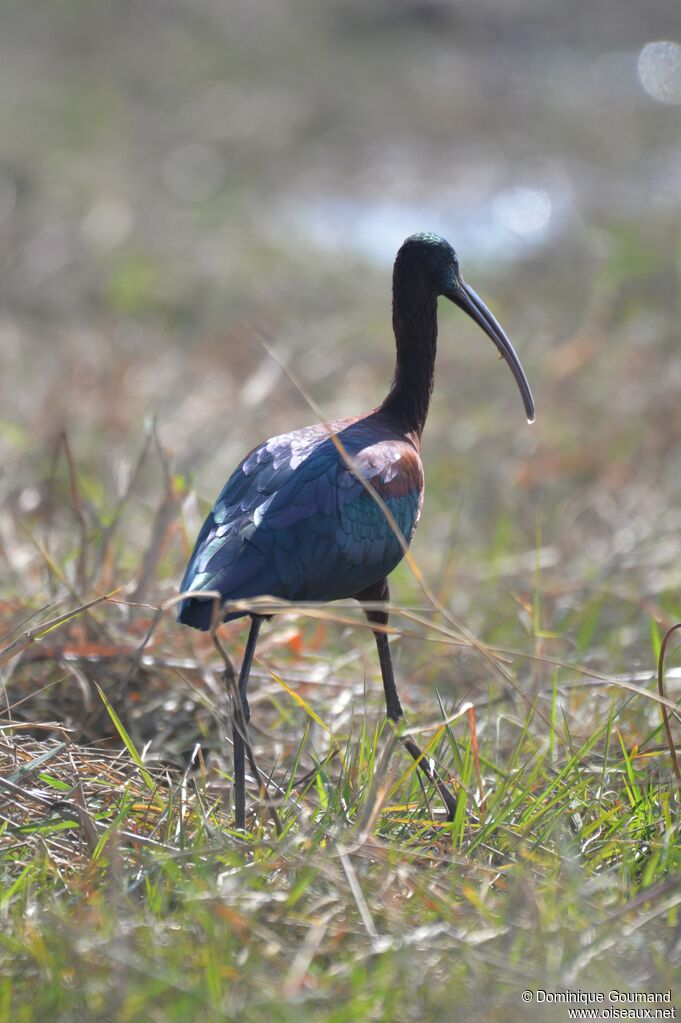 Ibis falcinelleadulte