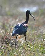 Glossy Ibis