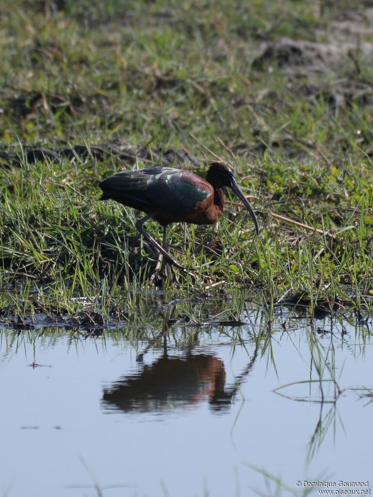 Ibis falcinelleadulte