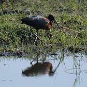 Ibis falcinelle