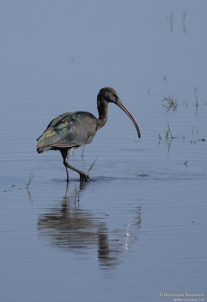 Ibis falcinelleimmature