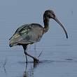 Ibis falcinelle