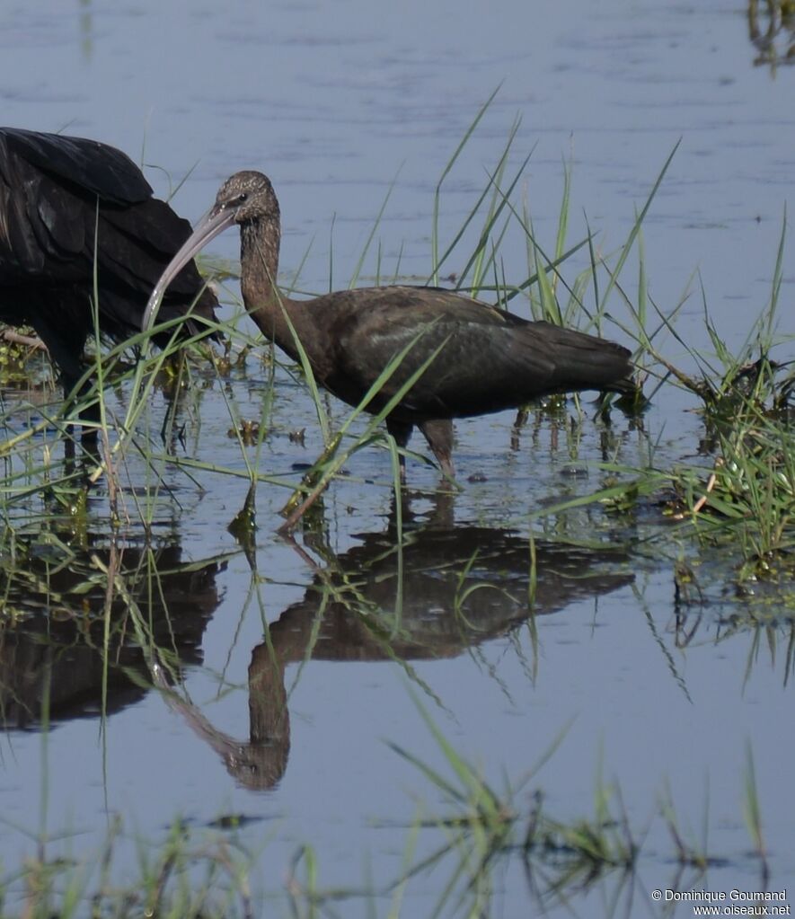 Ibis falcinelleimmature