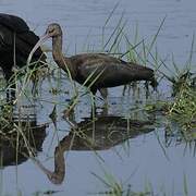 Glossy Ibis