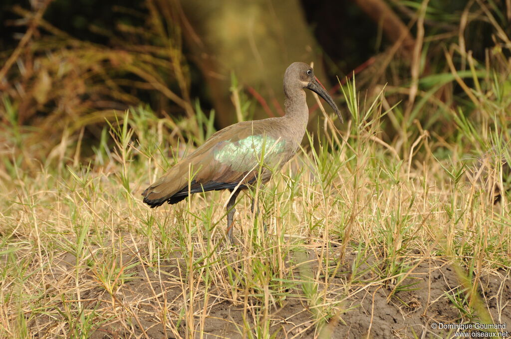 Hadada Ibis