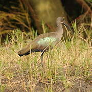 Hadada Ibis