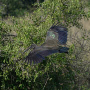 Ibis hagedash