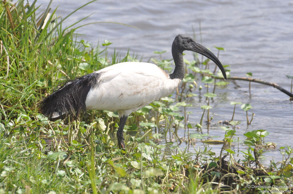 African Sacred Ibis